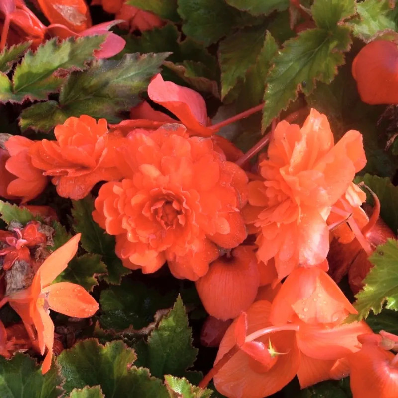 Bégonia odorata 'Red Glory' - Begonia | Achat direct au producteur