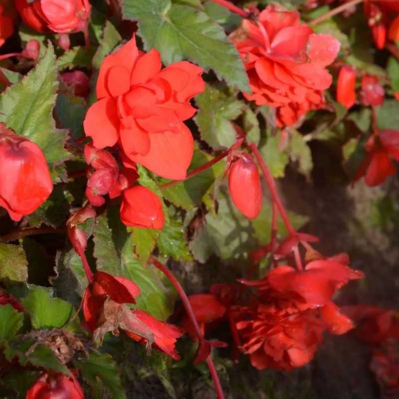 Bégonia odorata 'Red Glory' - Begonia | Achat direct au producteur
