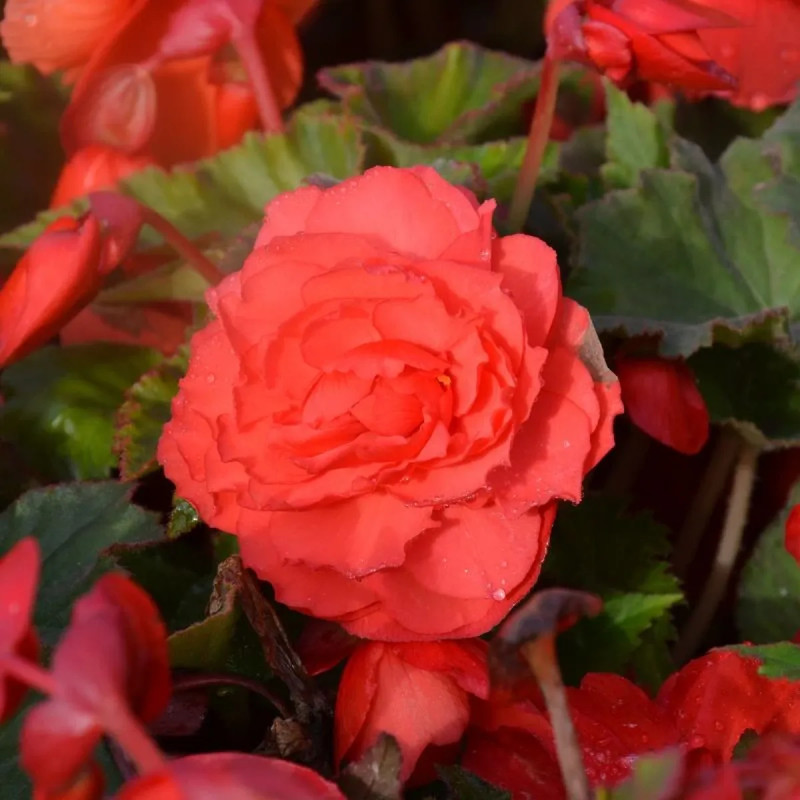 Bégonia odorata 'Red Glory' - Begonia | Achat direct au producteur