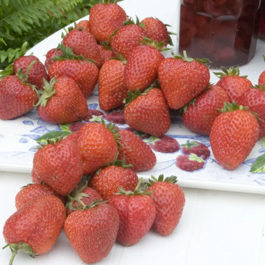 Fraisier 'Ostara' - Fragaria | Achat direct au producteur