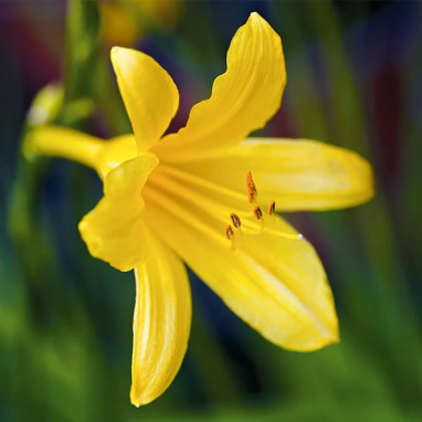 Chlidanthus fragrans - Chlidanthus | Achat direct au producteur