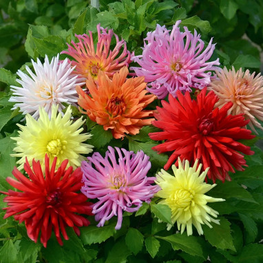 Dahlia Cactus Nain Mélange - Dahlia | Achat direct au producteur