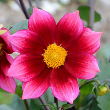 Dahlia nain simple 'Héroïne' Bio - Dahlia | Achat direct au producteur