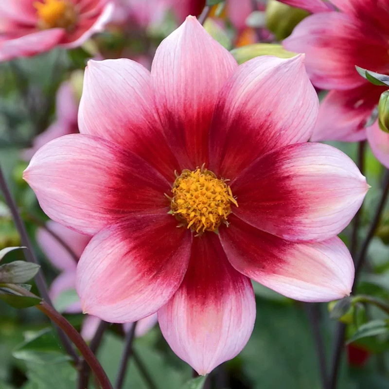 Dahlia nain simple 'Héroïne' Bio - Dahlia | Achat direct au producteur