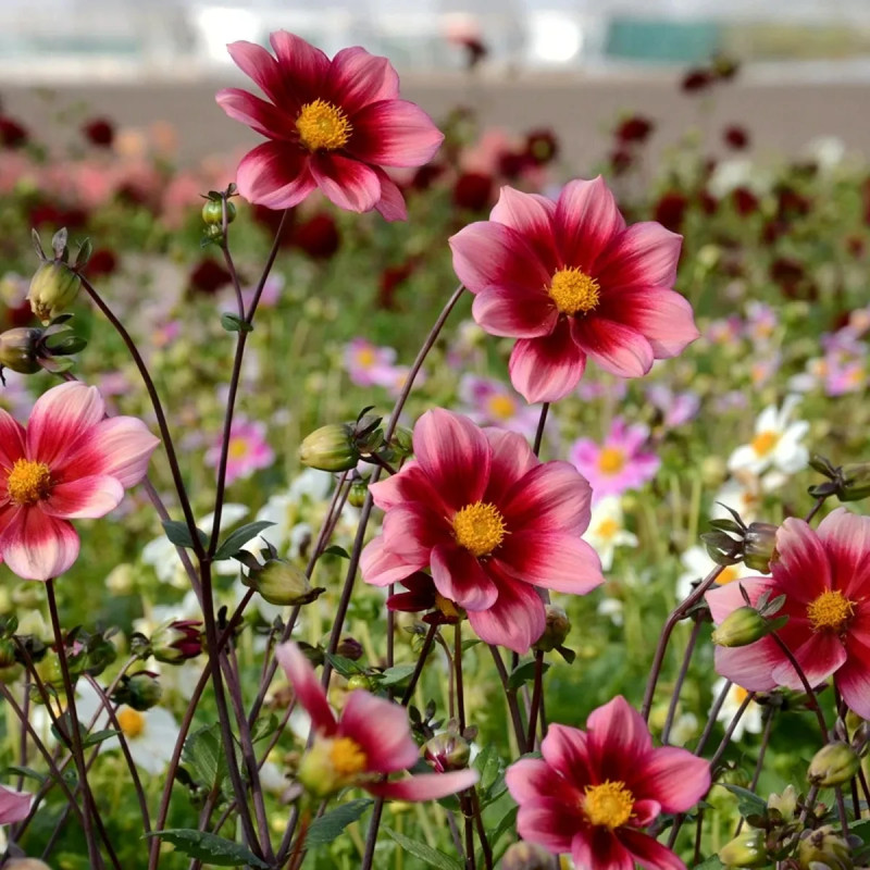 Dahlia nain simple 'Héroïne' Bio - Dahlia | Achat direct au producteur