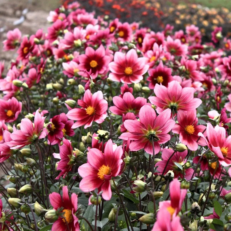 Dahlia nain simple 'Héroïne' Bio - Dahlia | Achat direct au producteur