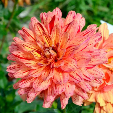 Dahlia nain double Arlequin - Dahlia | Achat direct au producteur