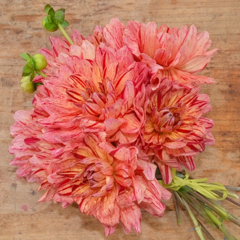Dahlia nain double Arlequin - Dahlia | Achat direct au producteur