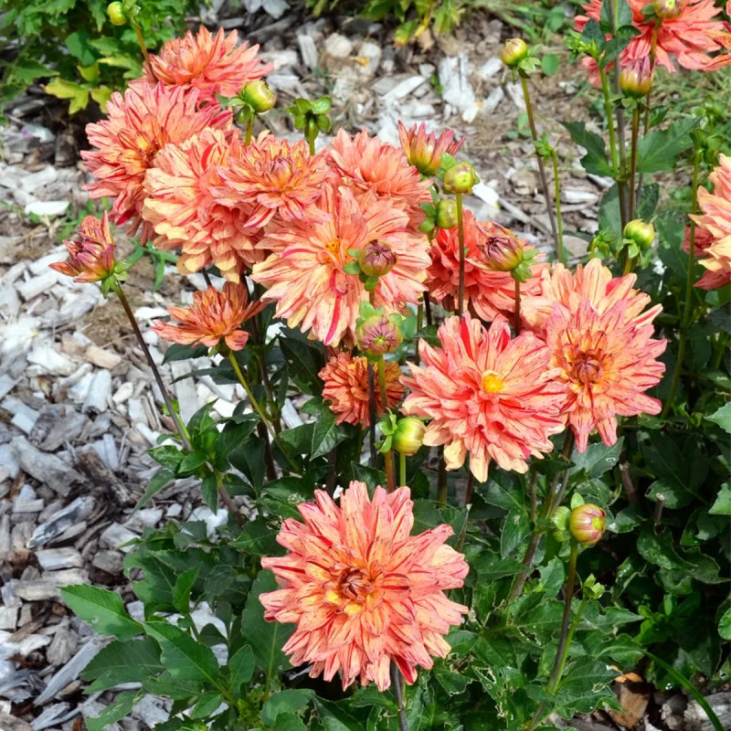 Dahlia nain double Arlequin - Dahlia | Achat direct au producteur