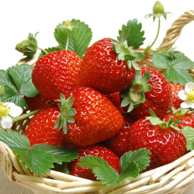 Fraisier 'Maestro' - Fragaria | Achat direct au producteur