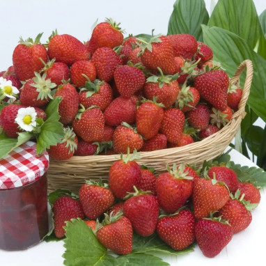 Fraisier Charlotte - Fragaria | Achat direct au producteur