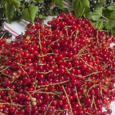 Groseillier 'Junifer' - Ribes rubrum | Achat direct au producteur
