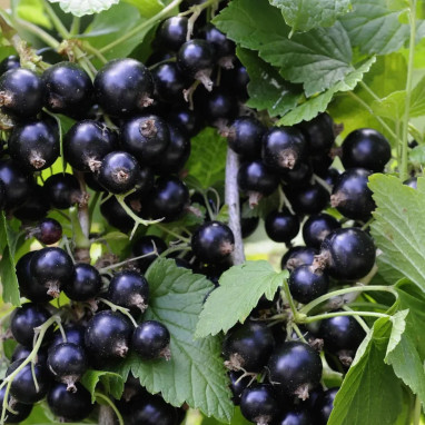 Cassissier 'Neva' - Ribes nigrum | Achat direct au producteur