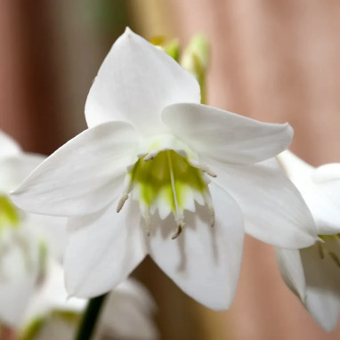 Eucharis amazonica - Lis de l'Amazone | Achat direct au producteur