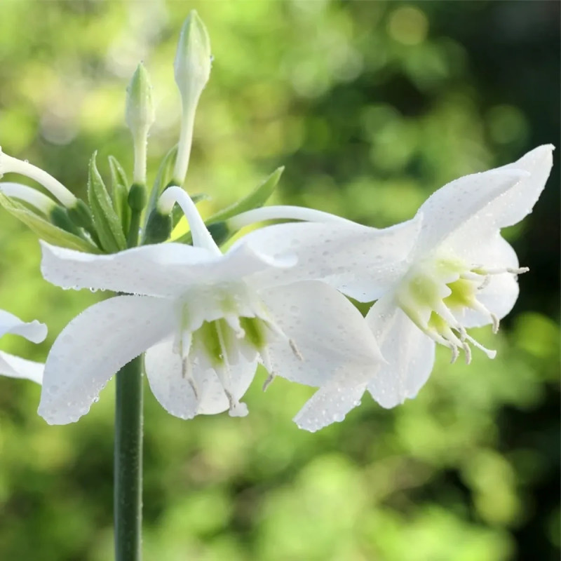 Eucharis amazonica - Lis de l'Amazone | Achat direct au producteur
