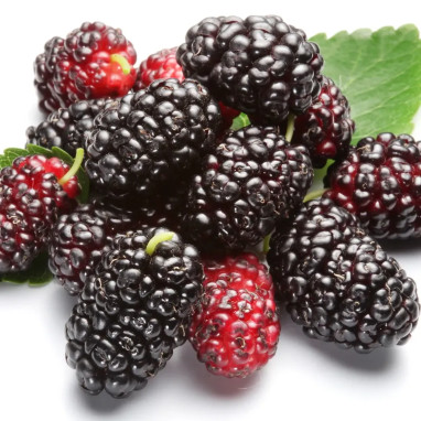 Mûrier 'Dirksen Thornless' - Rubus | Achat direct au producteur
