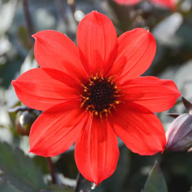 Dahlia Nain Simple 'Pampa' Bio - Dahlia | Achat direct au producteur