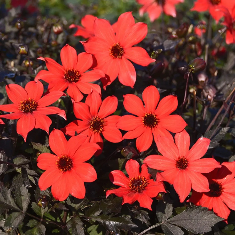 Dahlia Nain Simple 'Pampa' Bio - Dahlia | Achat direct au producteur
