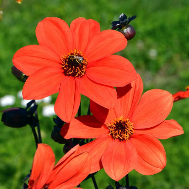 Dahlia nain simple 'Sienna & Black' BIO - Dahlia | Achat producteur