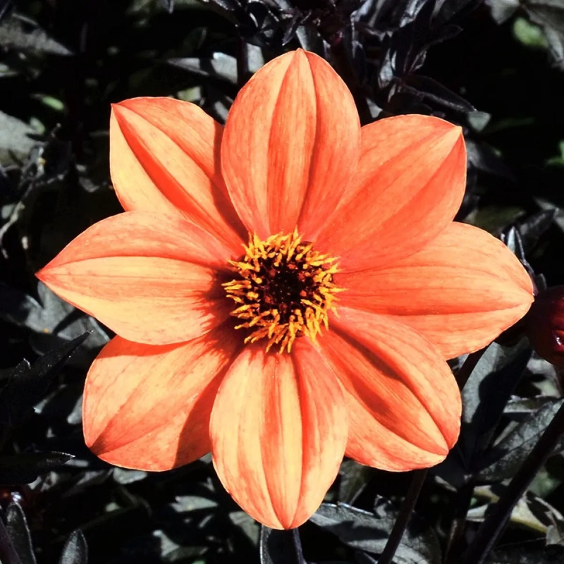 Dahlia nain simple 'Sienna & Black' BIO - Dahlia | Achat producteur