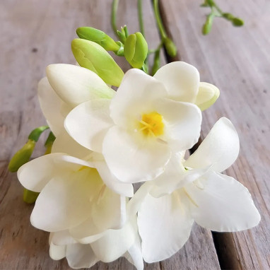 Freesia simple blanc - Freesia | Achat direct au producteur
