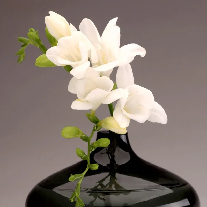Freesia simple blanc - Freesia | Achat direct au producteur