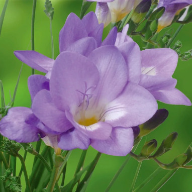Freesia simple bleu - Freesia sp. | Achat direct au producteur