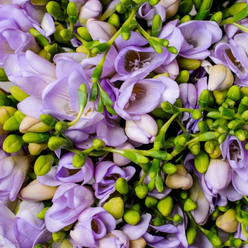 Freesia simple bleu - Freesia sp. | Achat direct au producteur