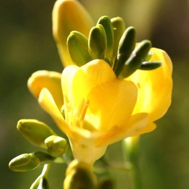 Freesia simple jaune - Freesia | Achat direct au producteur