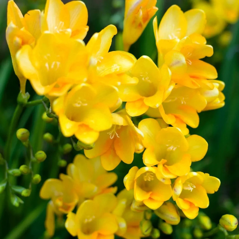 Freesia simple jaune - Freesia | Achat direct au producteur