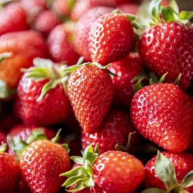 Fraisier Mariguette - Fragaria | Achat direct au producteur