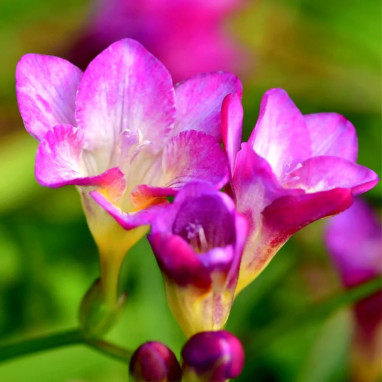 Freesia Simple Rose - Freesia | Achat direct au producteur