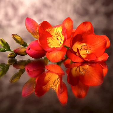 Freesia simple rouge - Freesia | Achat direct au producteur