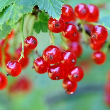 Groseillier 'Jonkheer Van Tets' - Ribes | Achat direct au producteur