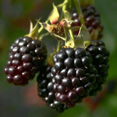 Mûrier 'Triple Crown' - Rubus | Achat direct au producteur