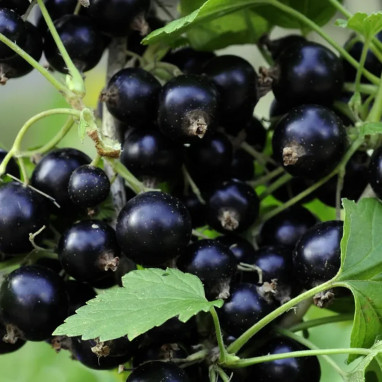 Cassissier 'Géant de Boskoop' - Ribes nigrum | Achat producteur