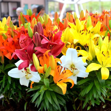 Lis Asiatique Mélange - Lilium | Achat direct au producteur