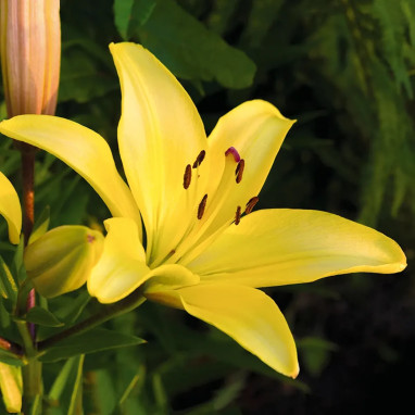 Lis Asiatique Nashville - Lilium | Achat direct au producteur