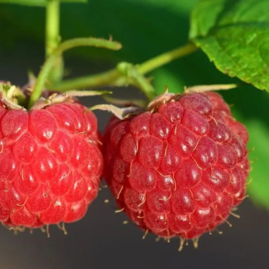 Framboisier 'Tulameen' - Rubus idaeus | Achat direct au producteur