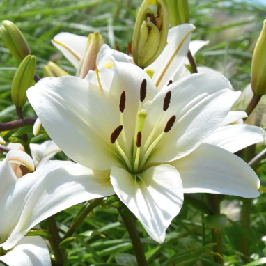 Lis Asiatique Navona - Lilium | Achat direct au producteur