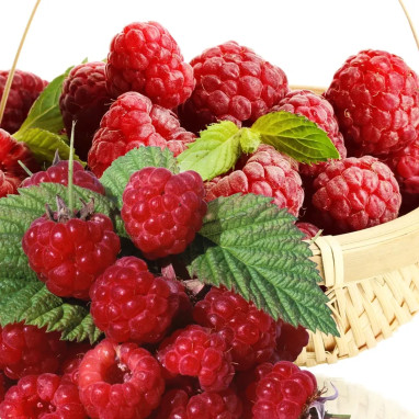 Framboisier 'Malling Promise' - Rubus | Achat direct au producteur