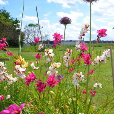 Ixia maculata Mélange - Ixia | Achat direct au producteur