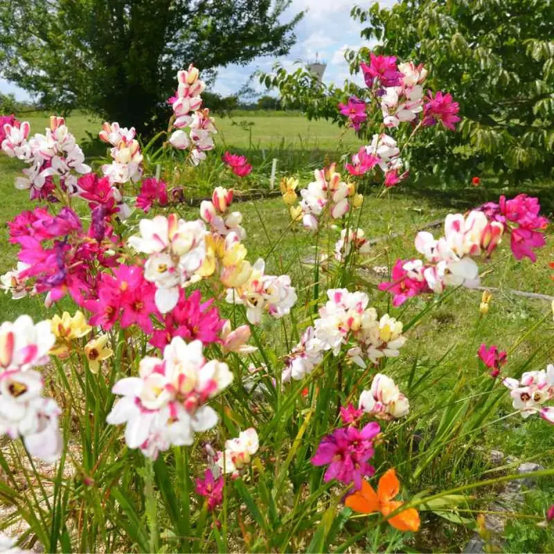 Ixia maculata Mélange - Ixia | Achat direct au producteur