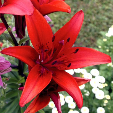 Lis Asiatique Red County - Lilium | Achat direct au producteur