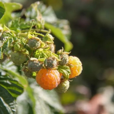 Framboisier jaune 'Fallgold' - Rubus | Achat direct au producteur