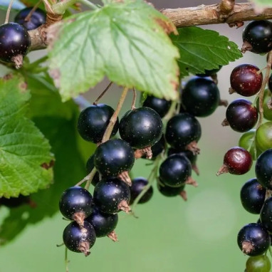 Cassissier 'Andega' - Ribes nigrum | Achat direct au producteur