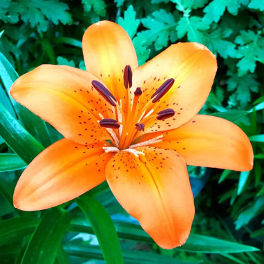 Lis asiatique 'Trésor' - Lilium | Achat direct au producteur