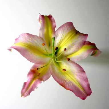 Lis Oriental Bergame - Lilium | Achat direct au producteur