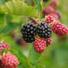 Mûrier 'Black Satin'