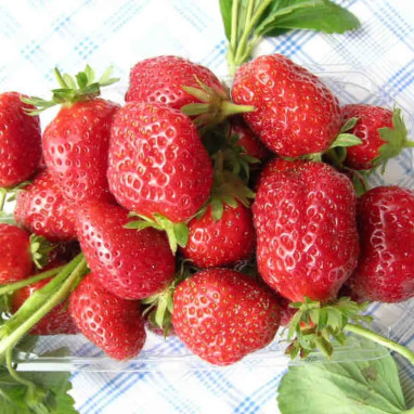 Fraisier Cijosee - Fragaria | Achat direct au producteur